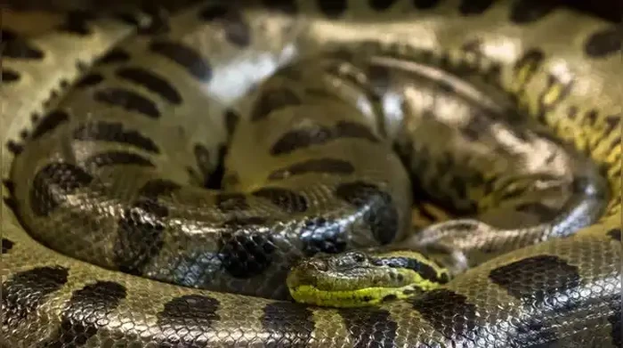 Anaconda Hijau Utara, Ular Raksasa Seberat 500 Kg